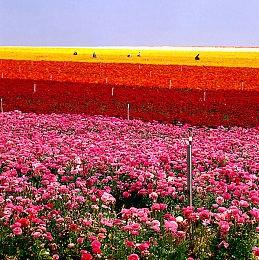 《幽灵线：东京》发售日确定 PS5演示2月4日6点公开